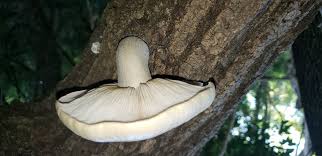 Attēlu rezultāti vaicājumam “Hypsizygus ulmarius”