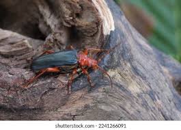 Attēlu rezultāti vaicājumam “Rhamnusium bicolor”