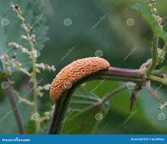 Attēlu rezultāti vaicājumam “Puccinia urticata”