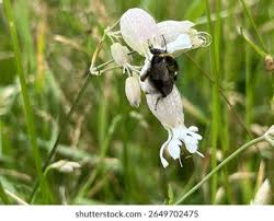 Attēlu rezultāti vaicājumam “Silene vulgaris flower”