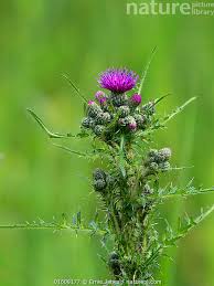 Attēlu rezultāti vaicājumam “Cirsium palustre flower”