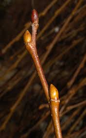 Attēlu rezultāti vaicājumam “Salix caprea”