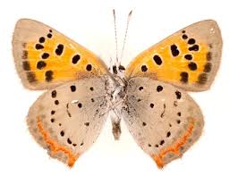 Attēlu rezultāti vaicājumam “Lycaena phlaeas underside”