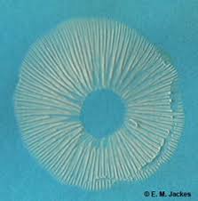 Attēlu rezultāti vaicājumam “Collybia sp.”