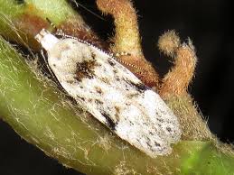 Attēlu rezultāti vaicājumam “Carpatolechia alburnella”