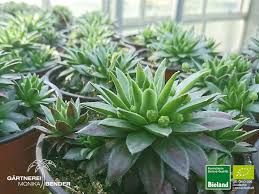 Image result for echtes Hauswurz