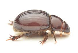 Attēlu rezultāti vaicājumam “Aegialia arenaria”