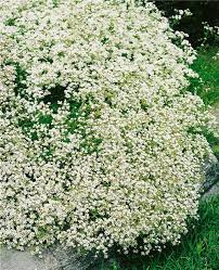 Attēlu rezultāti vaicājumam “Gypsophila fastigiata”