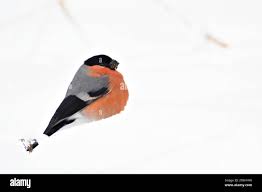 Attēlu rezultāti vaicājumam “Pyrrhula pyrrhula”