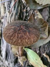 Attēlu rezultāti vaicājumam “Pluteus umbrosus”