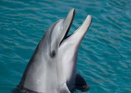 Image result for Tursiops truncatus