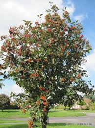 Attēlu rezultāti vaicājumam “Sorbus aria”