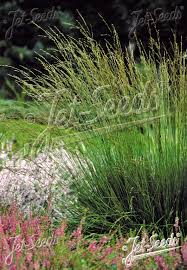 Attēlu rezultāti vaicājumam “Molinia caerulea flower”