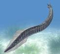 Human origin traced to worm which swam 0.5 billion years ago