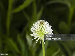 Attēlu rezultāti vaicājumam “Trifolium montanum”