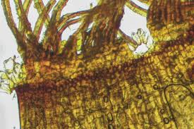 Attēlu rezultāti vaicājumam “Aloina rigida sporophyte”