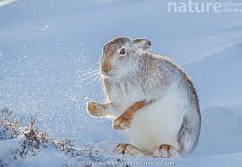 Attēlu rezultāti vaicājumam “Lepus timidus”