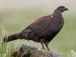 Attēlu rezultāti vaicājumam “Lycogala persicum macro”