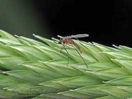 Attēlu rezultāti vaicājumam “Cecidomyiidae”