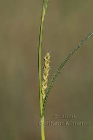 Attēlu rezultāti vaicājumam “Carex hirta fruit”