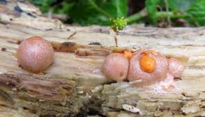 Attēlu rezultāti vaicājumam “Lycogala sp.”