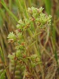 Attēlu rezultāti vaicājumam “Scleranthus annuus”
