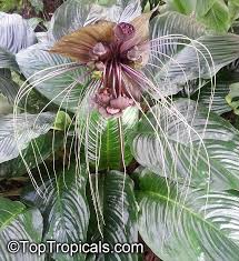 Image result for Tacca chantrieri