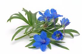 Attēlu rezultāti vaicājumam “Consolida regalis flower”