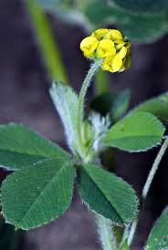 Attēlu rezultāti vaicājumam “Medicago lupulina flower”