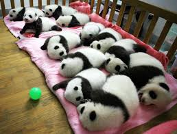 Image result for pandas