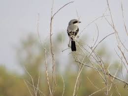 Attēlu rezultāti vaicājumam “Laniidae”