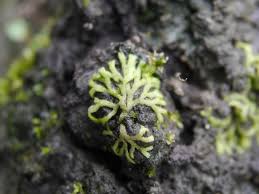 Attēlu rezultāti vaicājumam “Riccia rhenana”