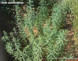 Attēlu rezultāti vaicājumam “Linum usitatissimum leaf”