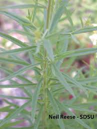 Attēlu rezultāti vaicājumam “Linaria loeselii bud”