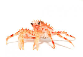 Image result for Lithodes maja