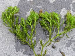 Attēlu rezultāti vaicājumam “Najas major leaf”