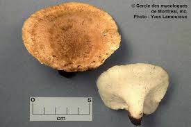 Attēlu rezultāti vaicājumam “Polyporus melanopus”