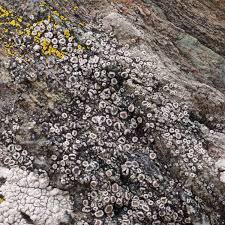 Attēlu rezultāti vaicājumam “Arthonia byssacea”