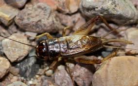 Attēlu rezultāti vaicājumam “Gryllus domesticus”