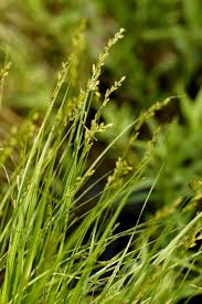 Attēlu rezultāti vaicājumam “Carex elongata”