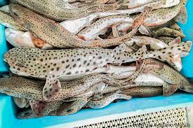 Image result for Scyliorhinus stellaris