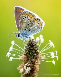 Attēlu rezultāti vaicājumam “Polyommatus icarus male”