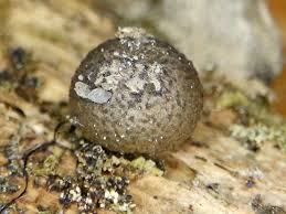 Attēlu rezultāti vaicājumam “Lycogala succineum macro”