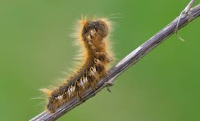 Attēlu rezultāti vaicājumam “Euthrix potatoria larva”