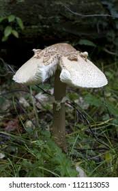 Attēlu rezultāti vaicājumam “Macrolepiota rhacodes var. bohemica”