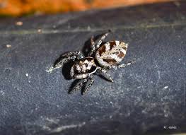 Attēlu rezultāti vaicājumam “Salticus scenicus”