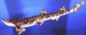 Image result for Haploblepharus edwardsii