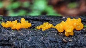 Attēlu rezultāti vaicājumam “Dacrymyces chrysospermus spores”