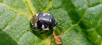 Attēlu rezultāti vaicājumam “Cydnidae”