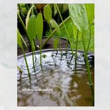 Attēlu rezultāti vaicājumam “Alisma gramineum”